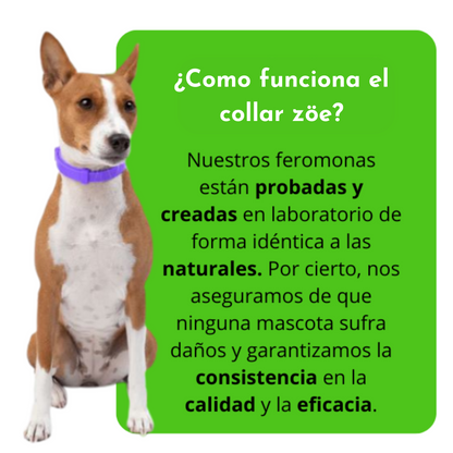 ZÖE™ - Collar calmante de feromonas naturales para perros